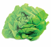 Lechuga